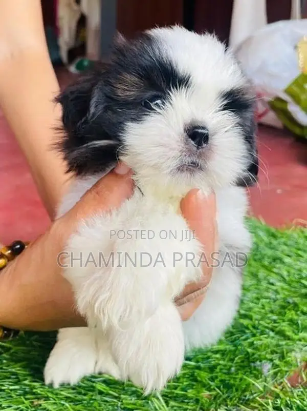 Shitzu Puppies