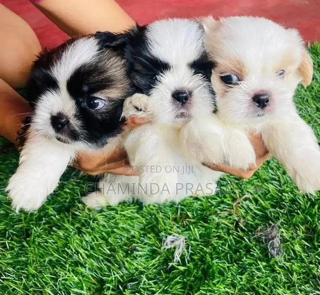 Shitzu Puppies