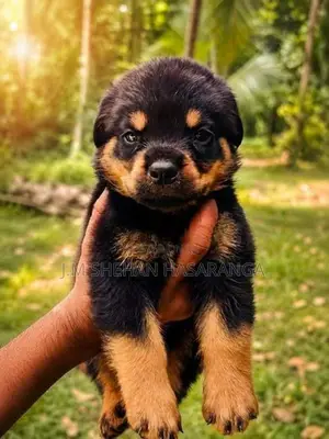 Rottweiler (Big Head Big Bone)