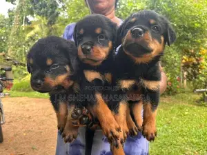 Rottweiler (Big Head Big Bone)