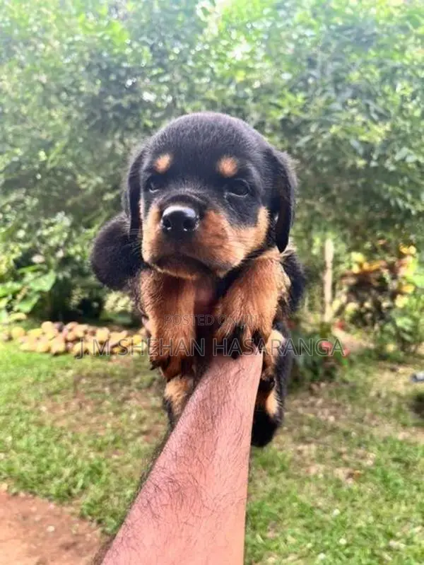 Rottweiler (Big Head Big Bone)