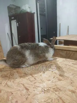 Male Rabbit