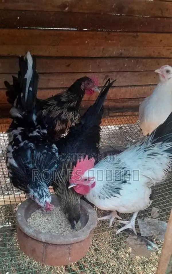 Bantam chicken