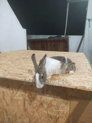 Male Rabbit
