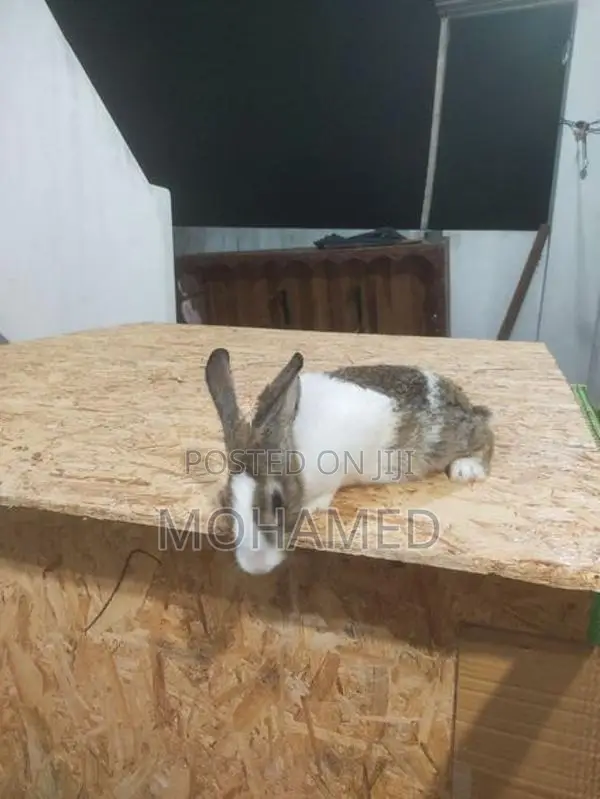 Male Rabbit