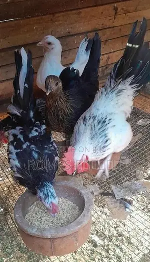 Bantam chicken
