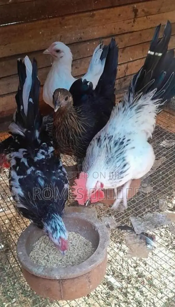 Bantam chicken