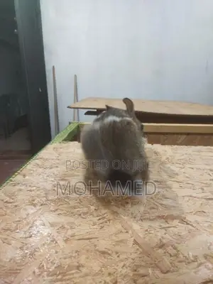 Male Rabbit