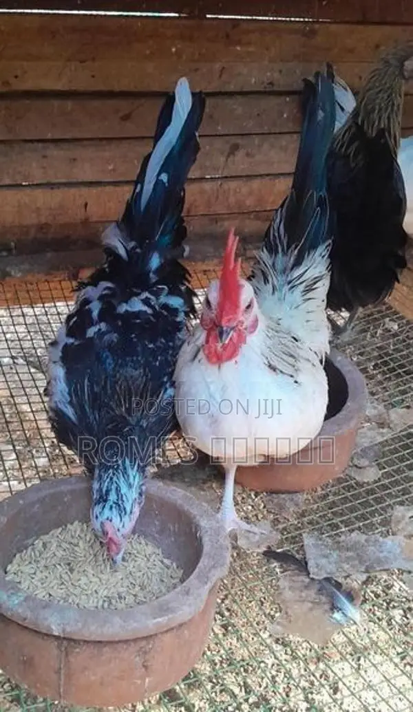 Bantam chicken