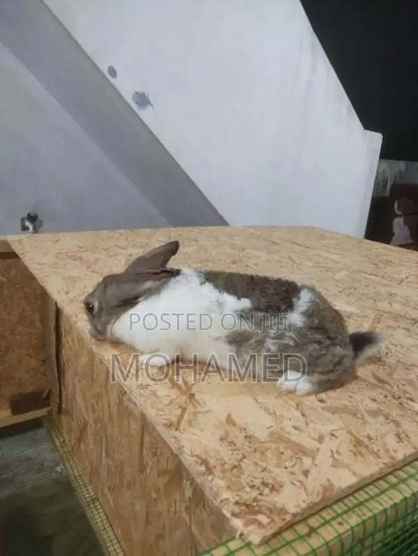 Male Rabbit