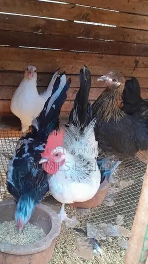 Bantam chicken