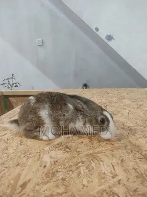 Male Rabbit