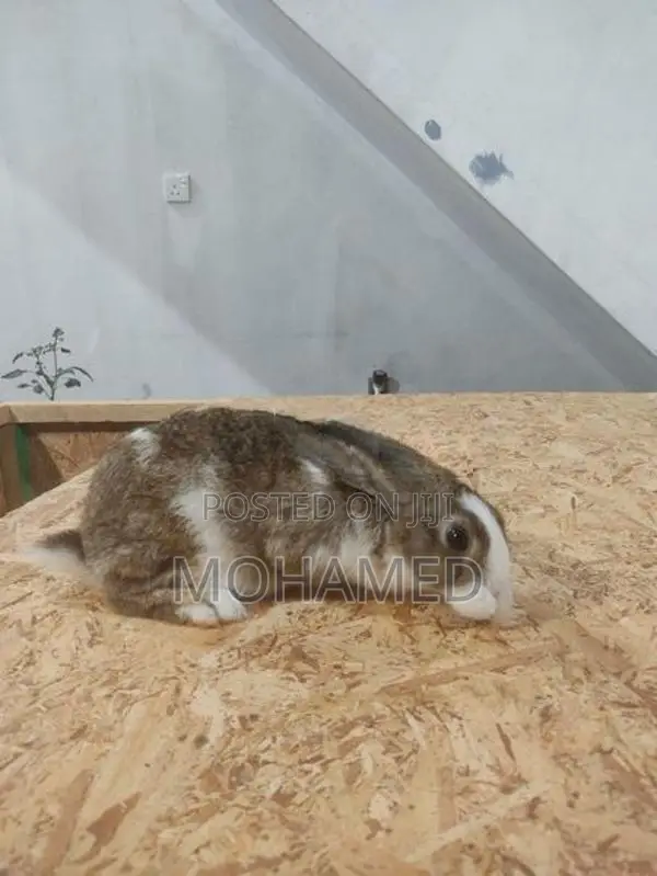 Male Rabbit