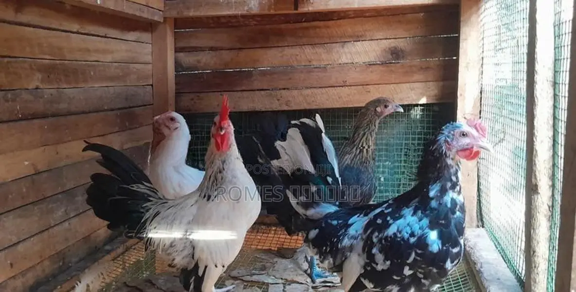 Bantam chicken