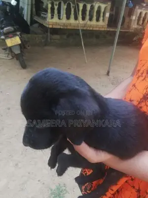 Labrador Rottweiler Mix Puppy
