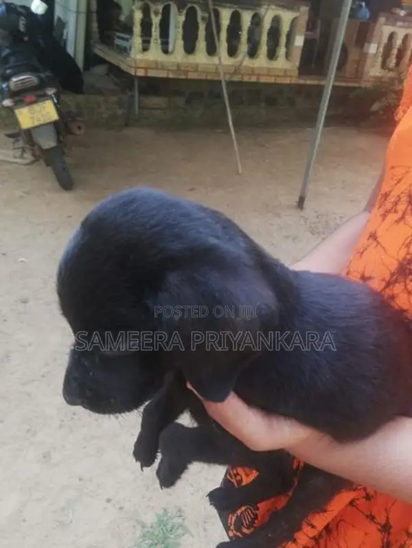Labrador Rottweiler Mix Puppy