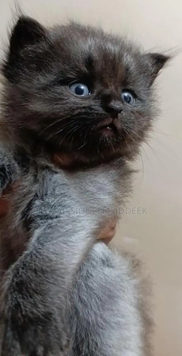 Persian Cat