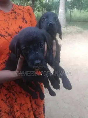 Labrador Rottweiler Mix Puppy
