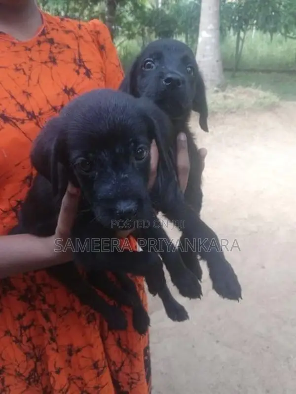 Labrador Rottweiler Mix Puppy