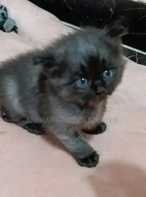 Persian Cat