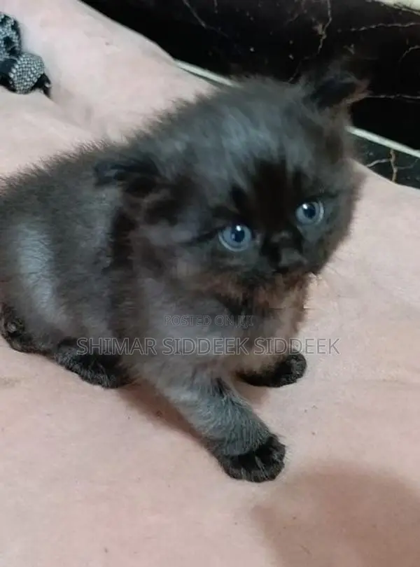 Persian Cat