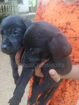 Labrador Rottweiler Mix Puppy