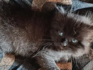 Persian Cat