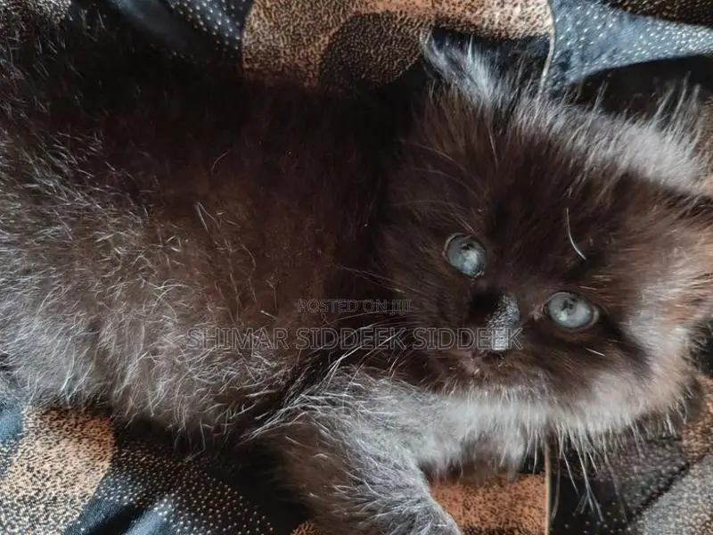 Persian Cat