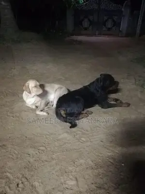 Labrador Rottweiler Mix Puppy
