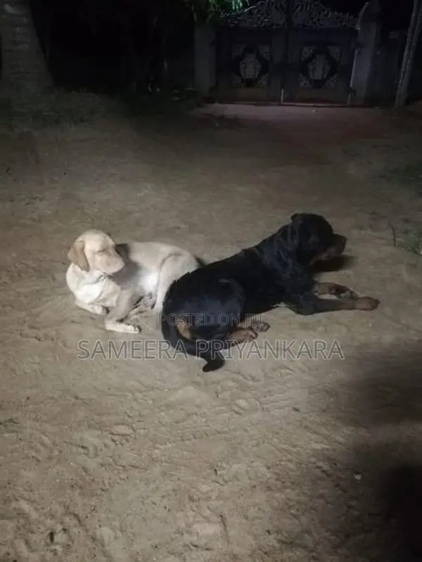 Labrador Rottweiler Mix Puppy