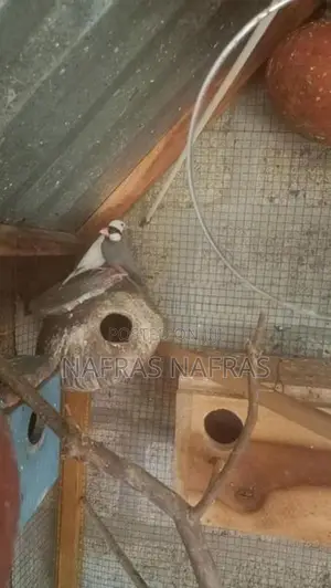 Java Birds
