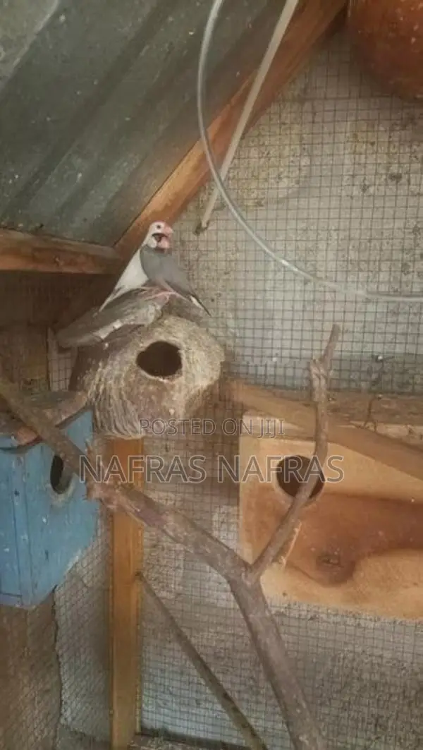 Java Birds