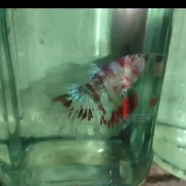 Fancy Betta Fish