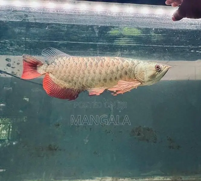 24k Golden Helmet Arowana Fish