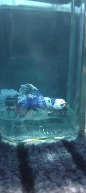 Fancy Betta Fish