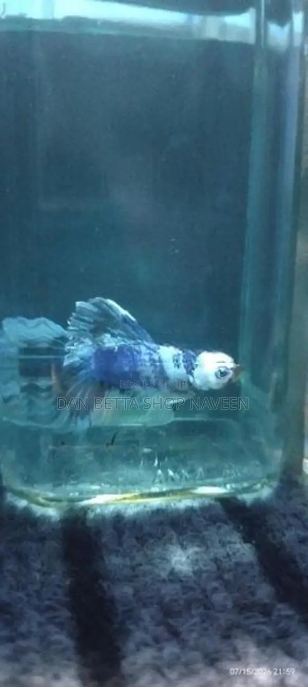 Fancy Betta Fish