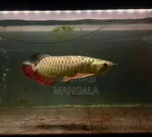 24k Golden Helmet Arowana Fish