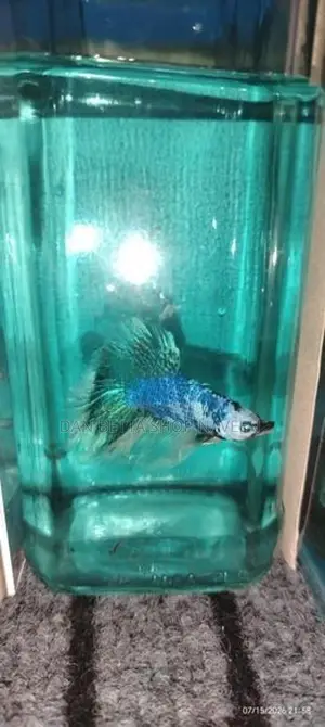 Fancy Betta Fish