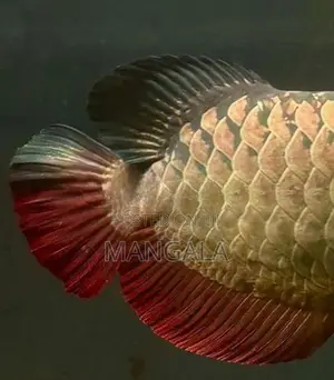 24k Golden Helmet Arowana Fish
