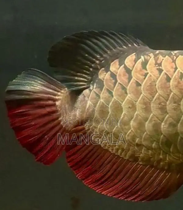 24k Golden Helmet Arowana Fish