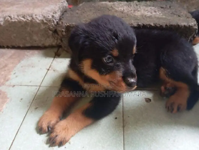 Rottweiler Puppies