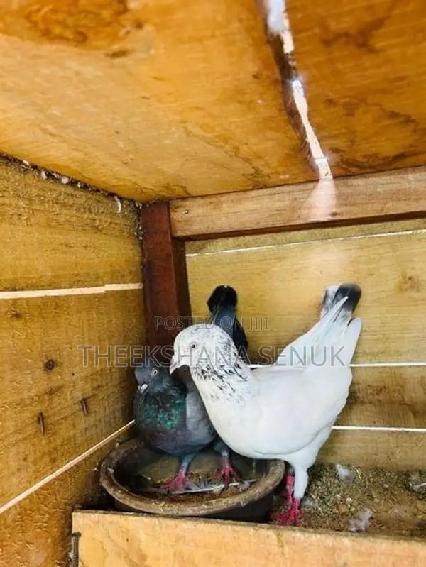 Pigeons