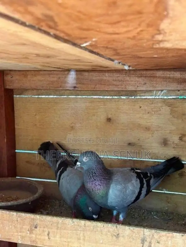 Pigeons