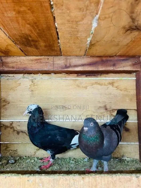 Pigeons