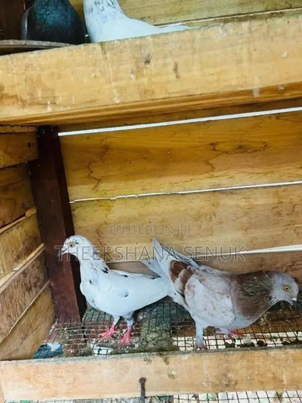 Pigeons