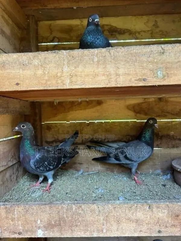 Pigeons