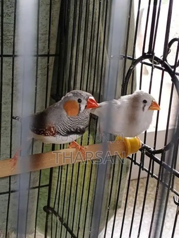 Finches Breeding Pair 2 Chicks