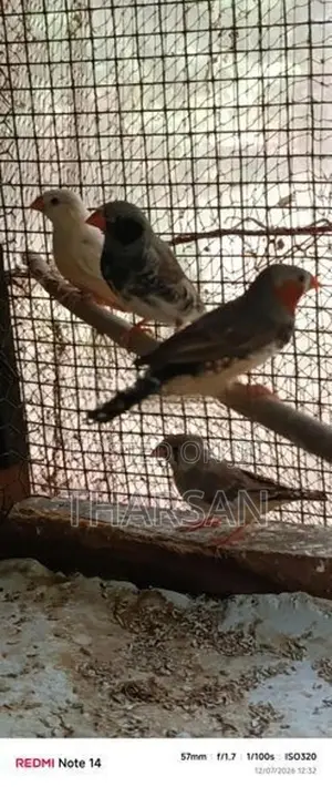 Finches Breeding Pair 2 Chicks
