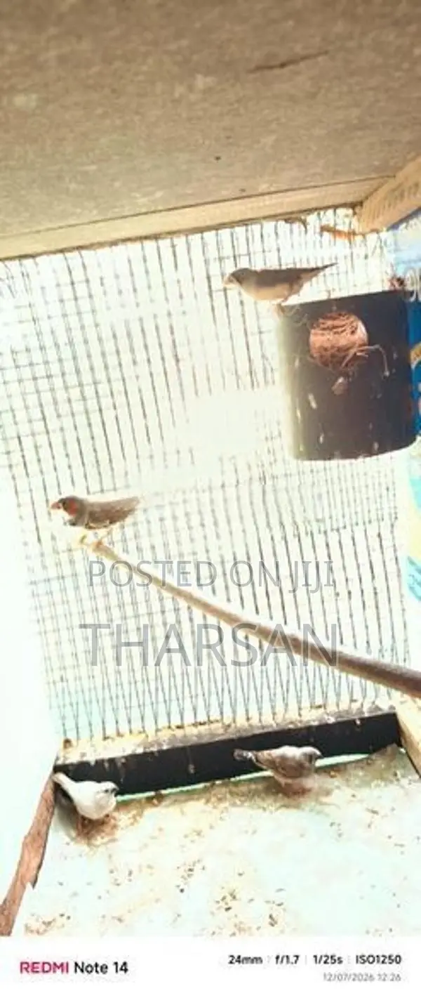 Finches Breeding Pair 2 Chicks