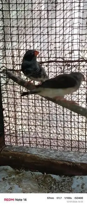 Finches Breeding Pair 2 Chicks